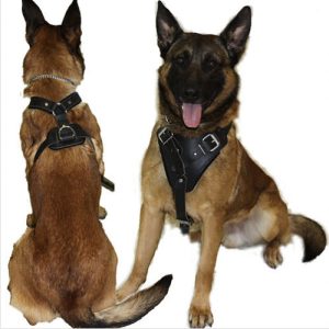 C-1 Leather Agitation Harness